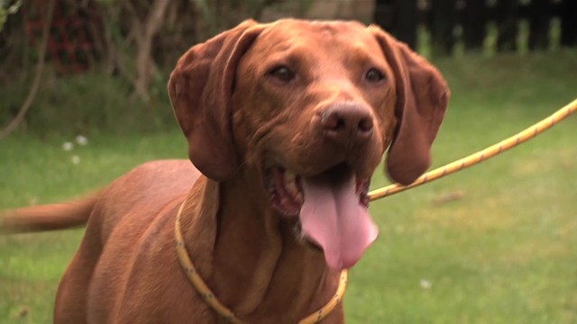 Yogi: Life of a Champion