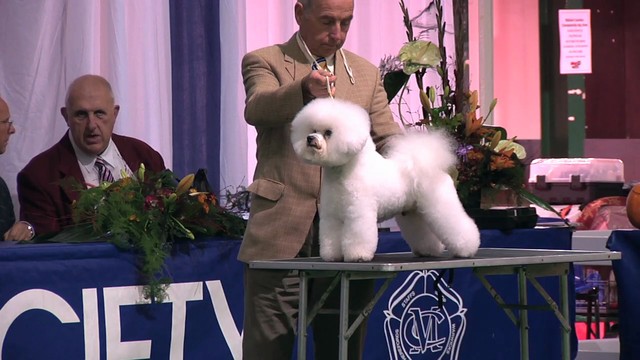 Midland Counties 2011 - Toy Group