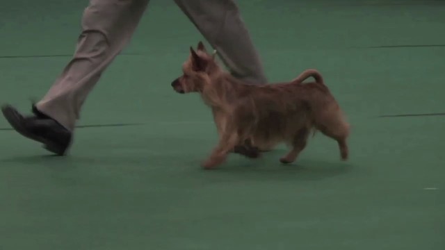 WKC 2011 Terrier Group