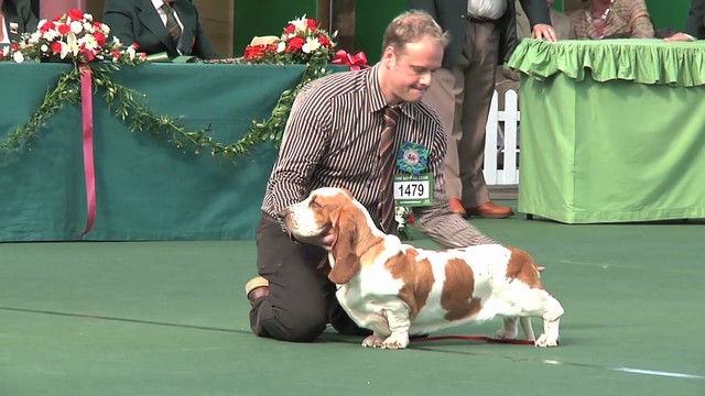 WKC 2011 Hound Group