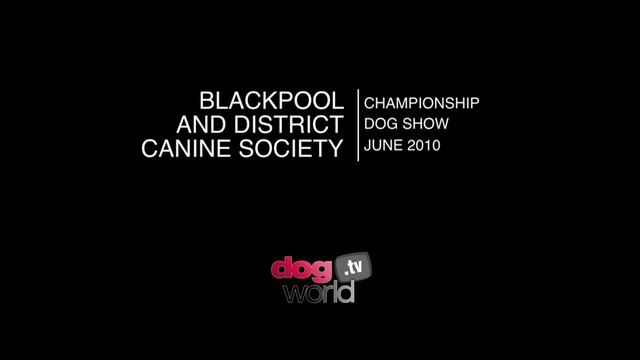 Blackpool 2010 - Terrier group & BIS