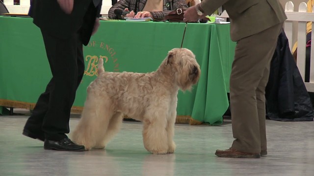 WELKS 2012 - Terrier group