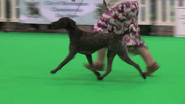 City of Birmingham 2011 Gundog Group