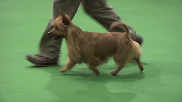 Midland Counties 2011 - Terrier Group