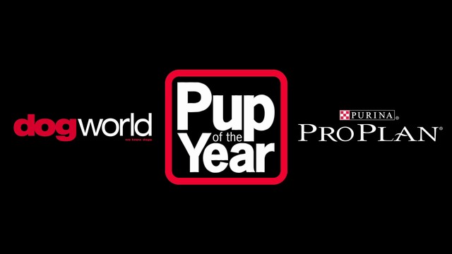 Pup of the Year 2010 final