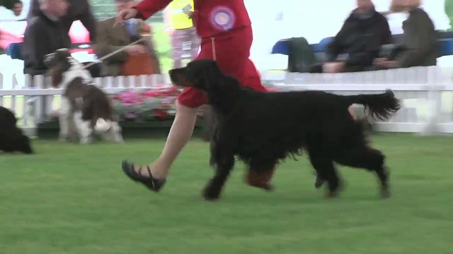 Blackpool 2011 Gundog Group