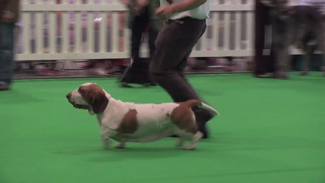 City of Birmingham 2011 Hound Group