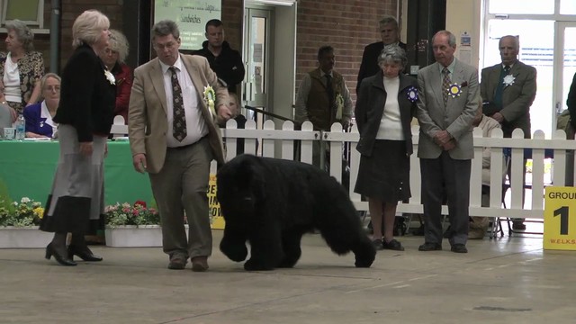 WELKS 2011 Gundog Group